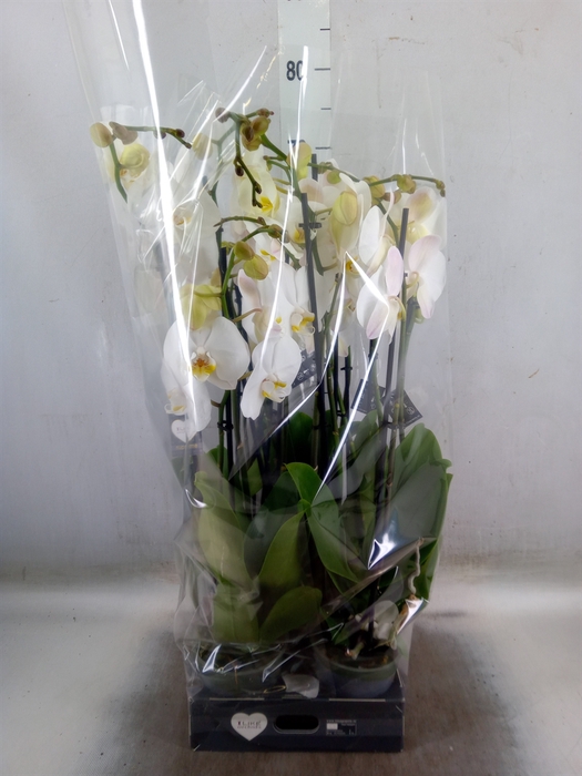 <h4>Phalaenopsis  'Ant Cambridge'</h4>