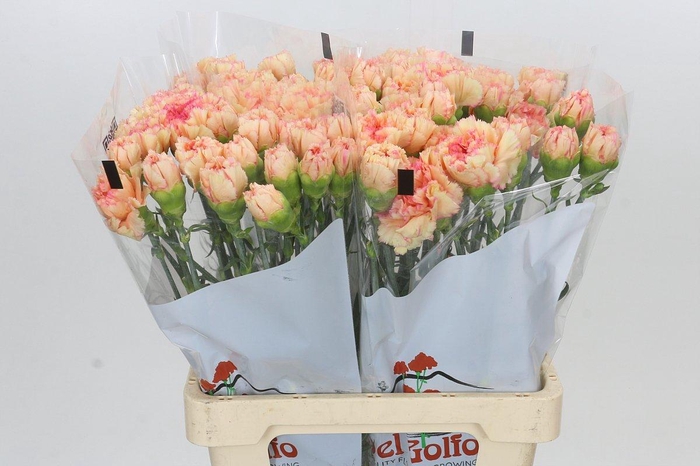 <h4>Dianthus St Goopy Geer</h4>