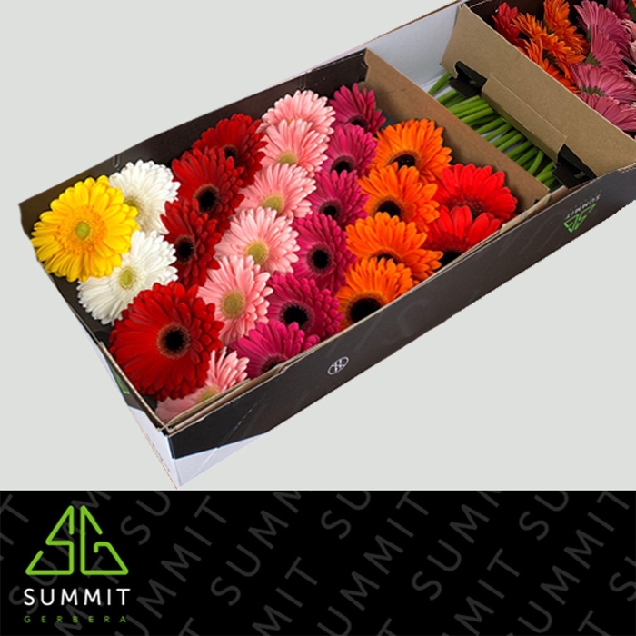 <h4>Gerbera Mix op Rij Doos</h4>