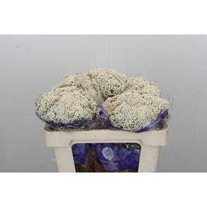 OZOTH COOKS SNOW WHI