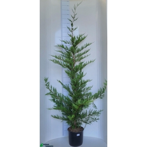 CUPR LEYLANDII OV