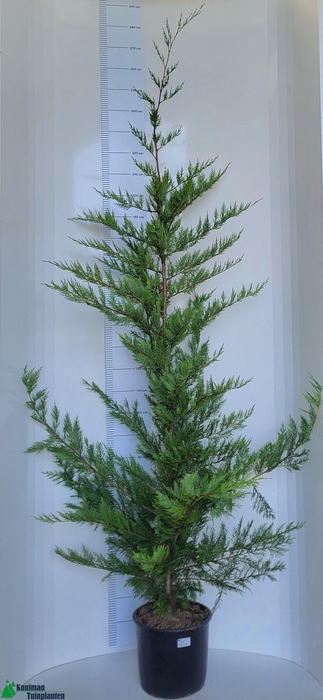 <h4>CUPR LEYLANDII OV</h4>