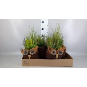 Arr.   Tuinplanten L%