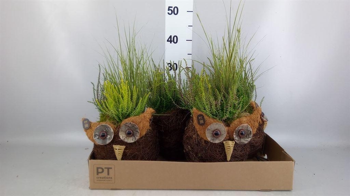 <h4>Arr.   Tuinplanten L%</h4>