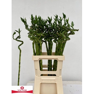 Drac S Lucky Bamboo