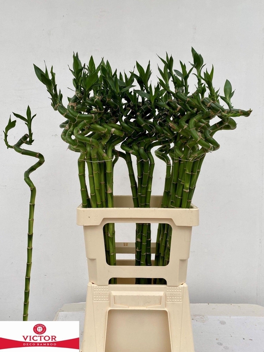 <h4>Drac S Lucky Bamboo</h4>