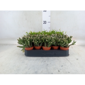 Rhipsalis   ...mix