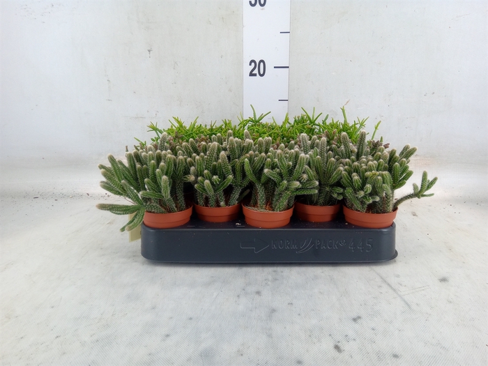 <h4>Rhipsalis   ...mix</h4>