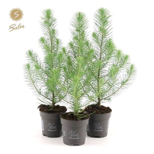 !! PROMO !! PINUS SILVER CREST P10