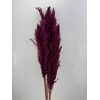 Dried Pampas Gras Red (8 Stems) Bunch