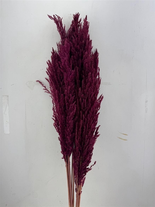 Dried Pampas Gras Red (8 Stems) Bunch