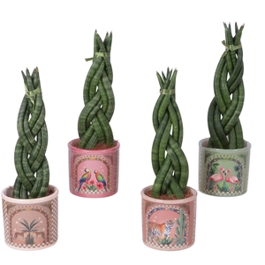 Sansevieria Cylindrica Braided 6 Leaf in Ceramic Pot Animals