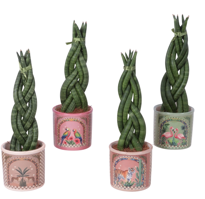 <h4>Sansevieria Cylindrica Braided 6 Leaf in Ceramic Pot Animals</h4>