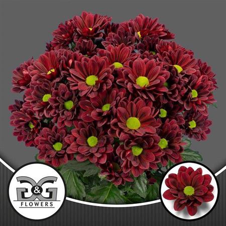 <h4>Chrysanthemum (Indicum Grp) tros Mexicano</h4>