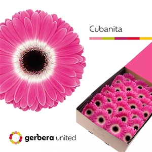 Ge Gr Cubanita Box United