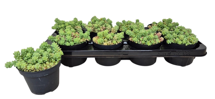 <h4>SEDUM BURRITO</h4>