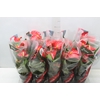 ANTHURIUM VARIADO P12