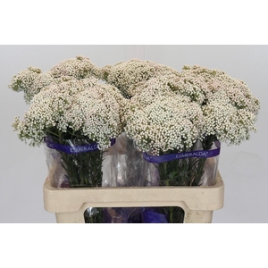 Ozothamnus Cooks Snow White