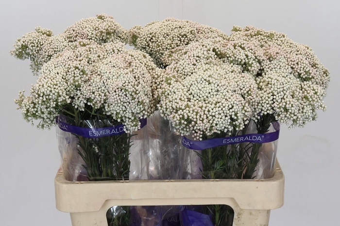 <h4>Ozothamnus Cooks Snow White</h4>