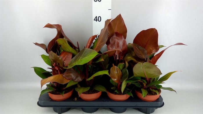 <h4>Philodendron  'Sunlight'</h4>