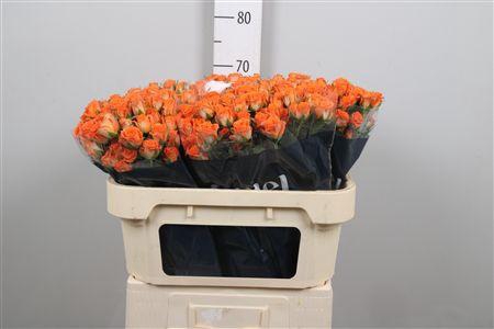 <h4>R Tr Picanto</h4>