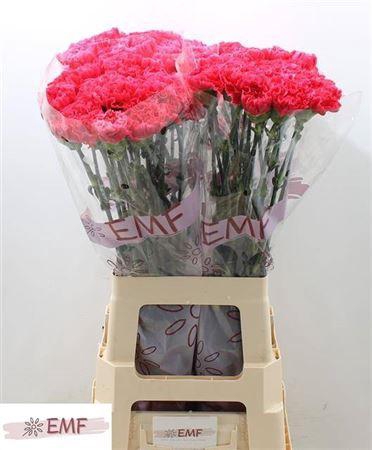 <h4>Di St Bizet</h4>