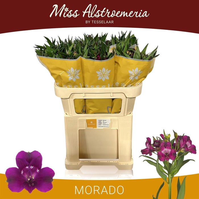 <h4>Alstr Morado</h4>