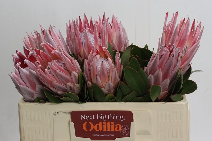 Protea Cynaroides