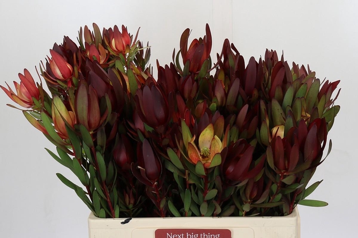 <h4>Leucadendron Saf Sunset Dark R.Spray</h4>