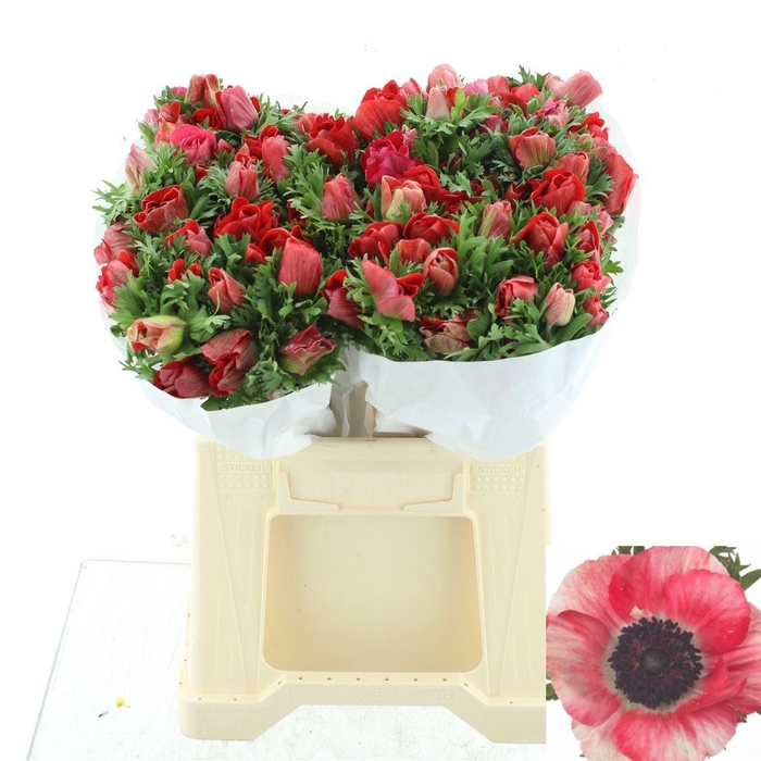 <h4>ANEM CO MIS + RED</h4>