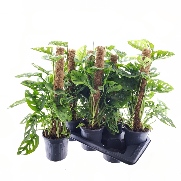 <h4>MONSTERA MONKEY LEAF</h4>
