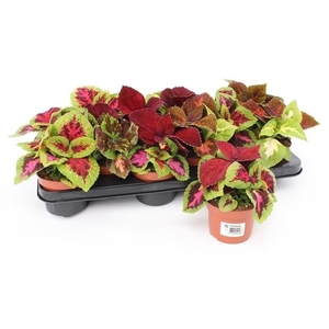 Coleus Blumei Grp Wizard mix