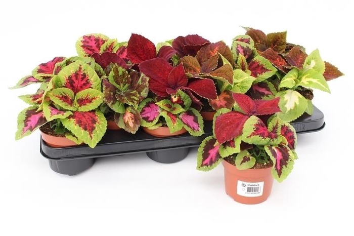 <h4>Coleus Blumei Grp Wizard mix</h4>