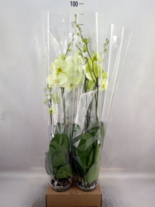 <h4>Phalaenopsis   ...</h4>