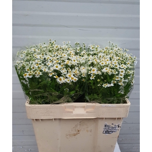 TANA PA SINGLE VEGMO