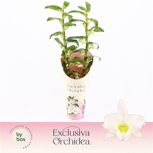 Dendrobium Nobilé, Apollon 2-spike 65+ cm 'Exclusiva Orchidea' Potcover