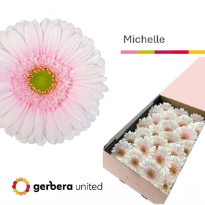 Gerbera Michelle Doos