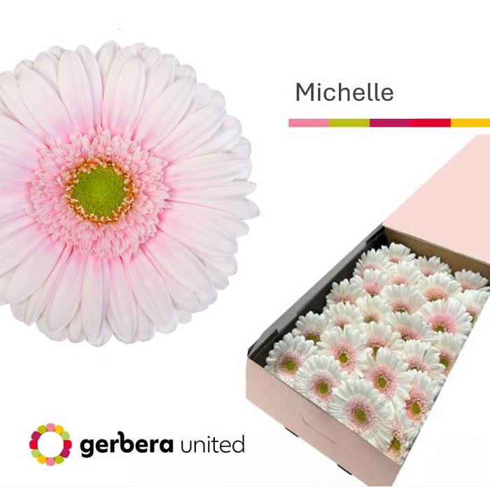 <h4>Gerbera Michelle Doos</h4>