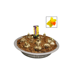 Bol op pot Narcis zinken schaal 29cm Spring Fire