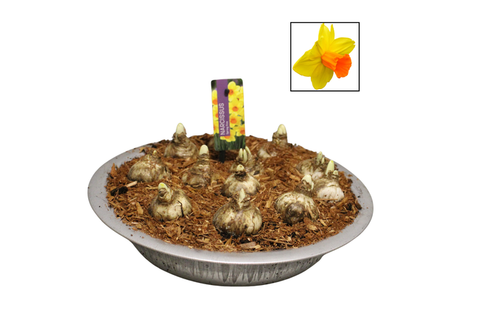 <h4>Bol op pot Narcis zinken schaal 29cm Spring Fire</h4>