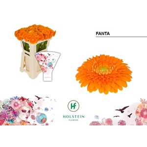 Germini Pomponi Fanta Water
