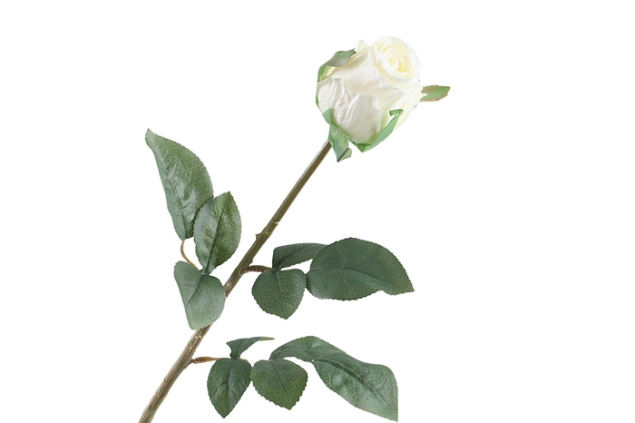 <h4>Rosa Bud White</h4>