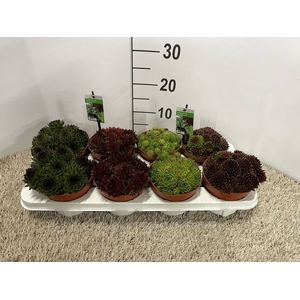 Sempervivum mix