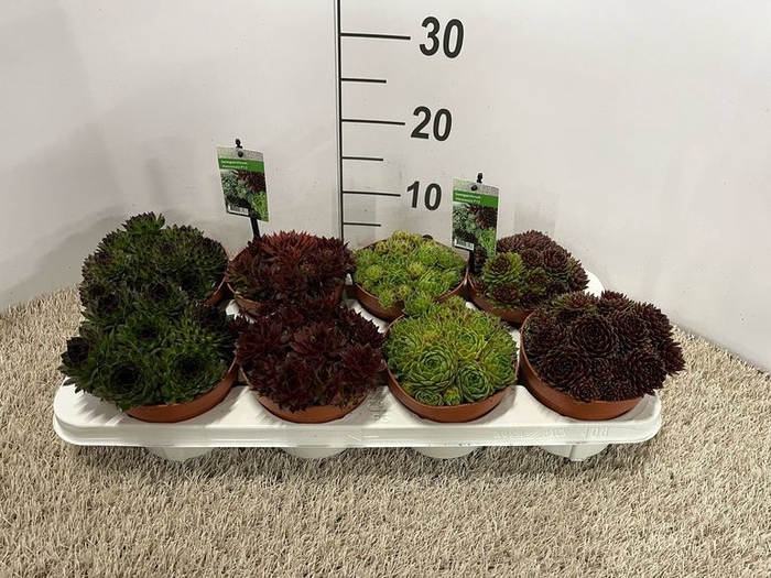 <h4>Sempervivum mix</h4>