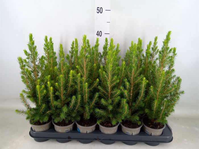 <h4>Picea glauca 'Conica'</h4>