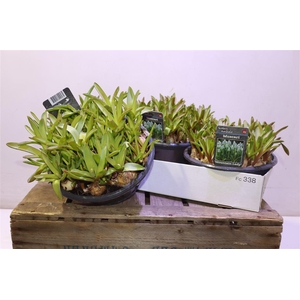 arr8 Muscar Mountain Lady