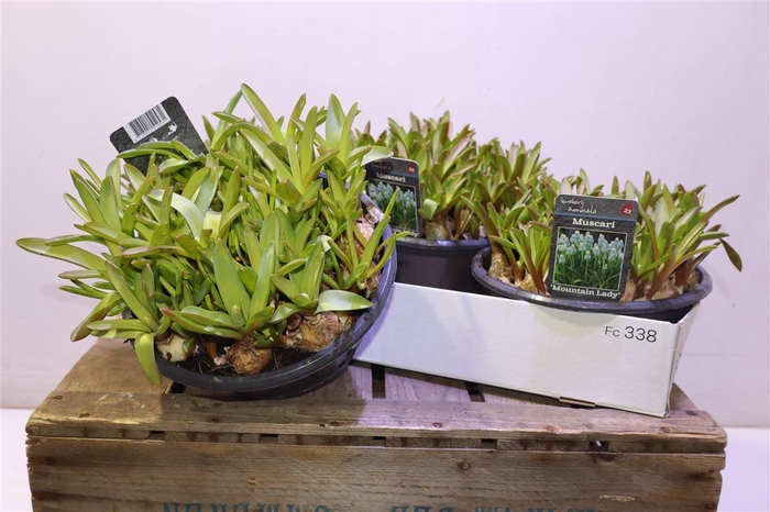 <h4>arr8 Muscar Mountain Lady</h4>