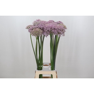 Allium Pink Jewel