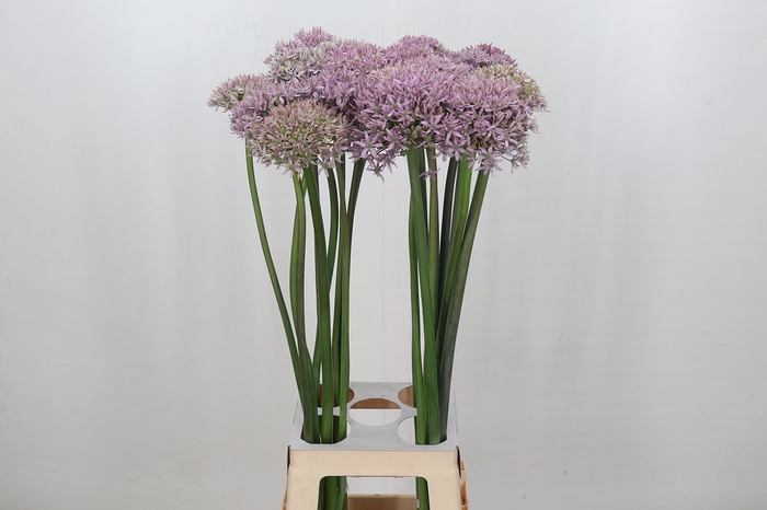 Allium Pink Jewel