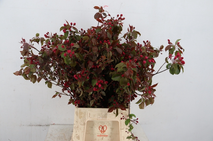 <h4>MALUS GORGEOUS</h4>